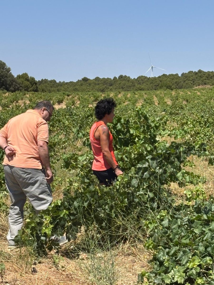 Viñedo en pie franco